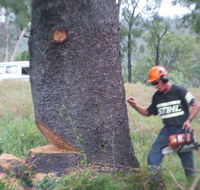 Steve Smith Chainsaw Training - Brisbane Private Schools