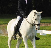 Encantador The Riding School - Brisbane Private Schools